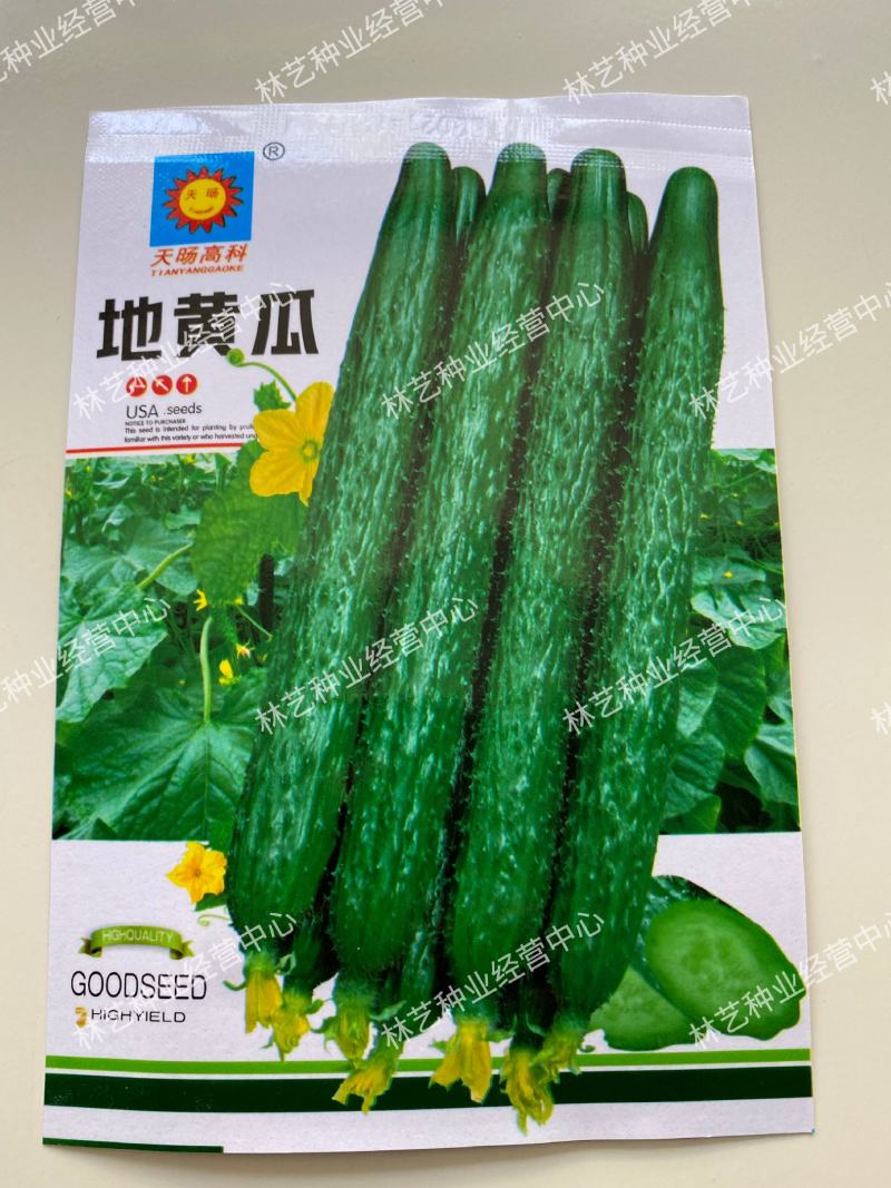 无架地黄瓜种子爬满地节节瓜春秋种植四季水果蔬菜旱黄瓜种