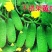 无架地黄瓜种子爬满地节节瓜春秋种植四季水果蔬菜旱黄瓜种