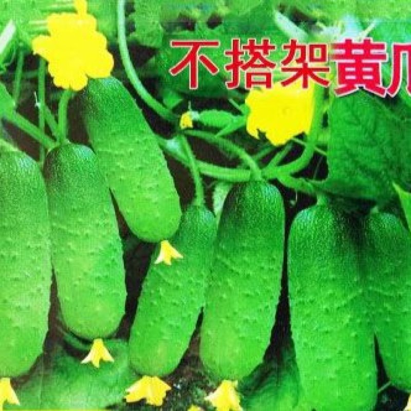 无架地黄瓜种子爬满地节节瓜春秋种植四季水果蔬菜旱黄瓜种