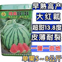 【特惠】精品8424西瓜种子早熟薄皮耐裂红瓤麒麟新疆