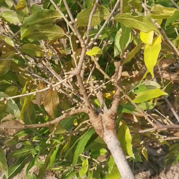 高杆腊梅嫁接花苞多庭院地栽花期长浓香好养
