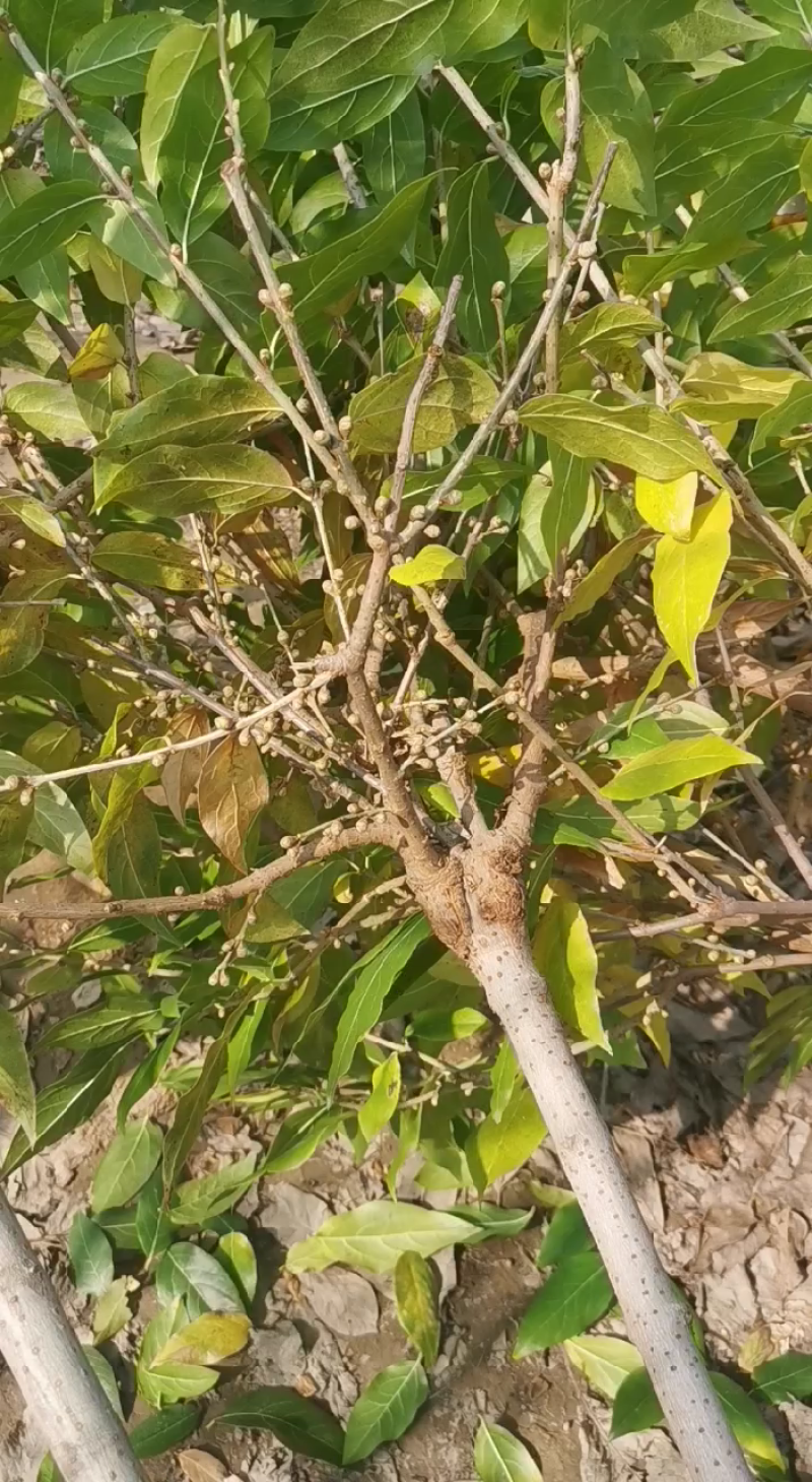 高杆腊梅嫁接花苞多庭院地栽花期长浓香好养