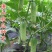 唐山秋瓜种子春季秋季旱黄瓜老水果秋阳台四季盆栽蔬菜种籽孑