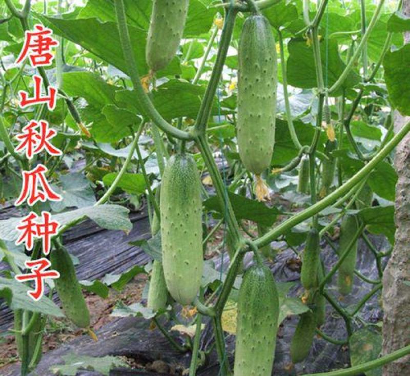 唐山秋瓜种子春季秋季旱黄瓜老水果秋阳台四季盆栽蔬菜种籽孑