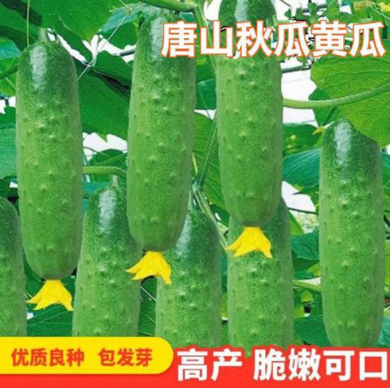 唐山秋瓜种子春季秋季旱黄瓜老水果秋阳台四季盆栽蔬菜种籽孑