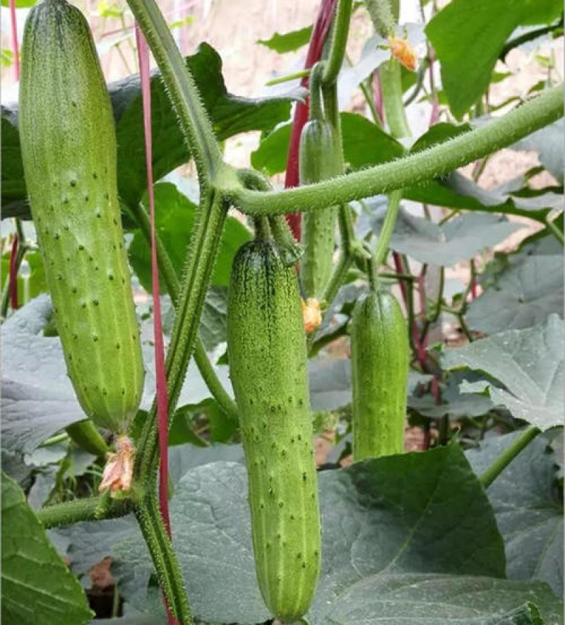 唐山秋瓜种子春季秋季旱黄瓜老水果秋阳台四季盆栽蔬菜种籽孑