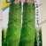 唐山秋瓜种子春季秋季旱黄瓜老水果秋阳台四季盆栽蔬菜种籽孑