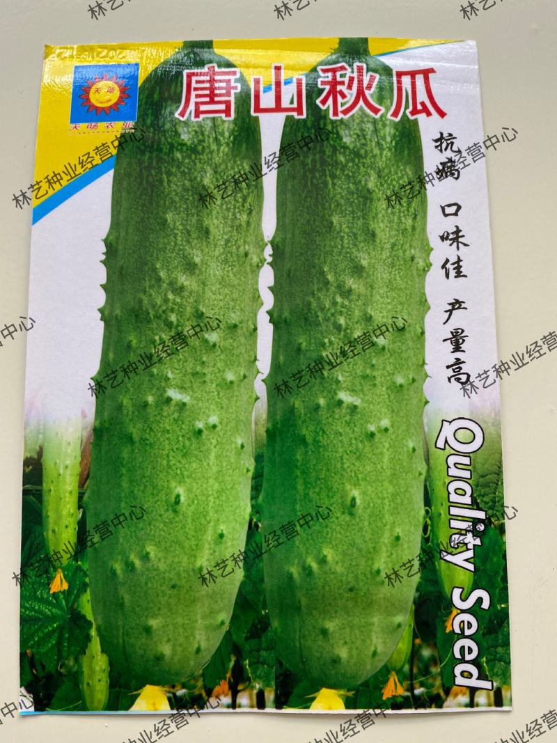 唐山秋瓜种子春季秋季旱黄瓜老水果秋阳台四季盆栽蔬菜种籽孑