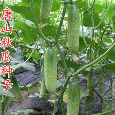 唐山秋瓜种子春季秋季旱黄瓜老水果秋阳台四季盆栽蔬菜种籽孑