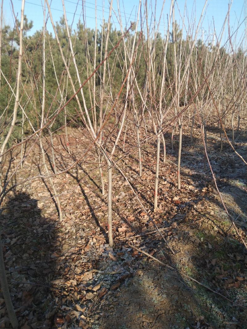 山楂树