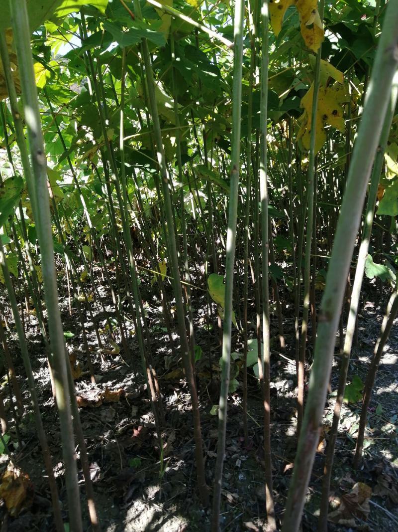 桐油苗又名千年桐，速生苗！量大从优！欢迎实地考察！