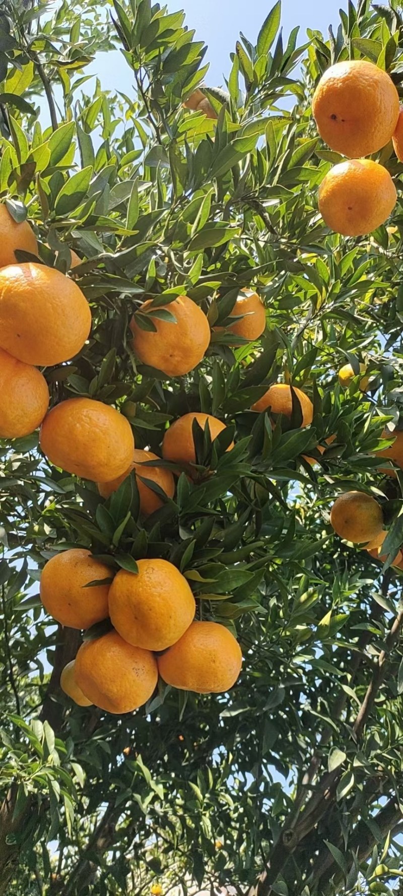 长阳清江碰柑，个大皮薄肉厚，果面干净透亮