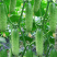 水果黄瓜种子节节瓜小黄瓜地栽春阳台盆栽菜子农家蔬菜种子