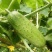 水果黄瓜种子节节瓜小黄瓜地栽春阳台盆栽菜子农家蔬菜种子