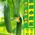 水果黄瓜种子节节瓜小黄瓜地栽春阳台盆栽菜子农家蔬菜种子