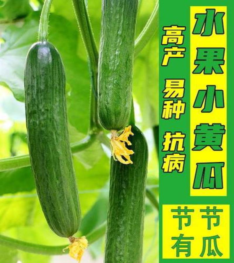 水果黄瓜种子节节瓜小黄瓜地栽春阳台盆栽菜子农家蔬菜种子