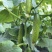 水果黄瓜种子节节瓜小黄瓜地栽春阳台盆栽菜子农家蔬菜种子