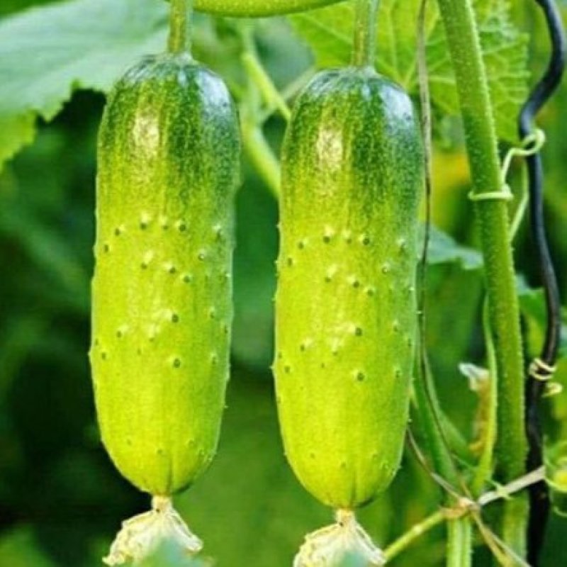 水果黄瓜种子节节瓜小黄瓜地栽春阳台盆栽菜子农家蔬菜种子