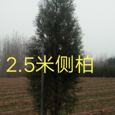 2米2.5米3米，3.5米大田侧柏，柏树，不脱脚各种杯苗
