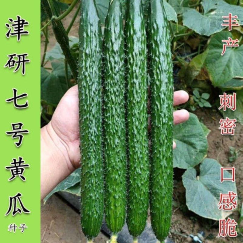 津研7号刺黄瓜种子四季播种蔬菜水果黄瓜种子庭院阳台盆栽
