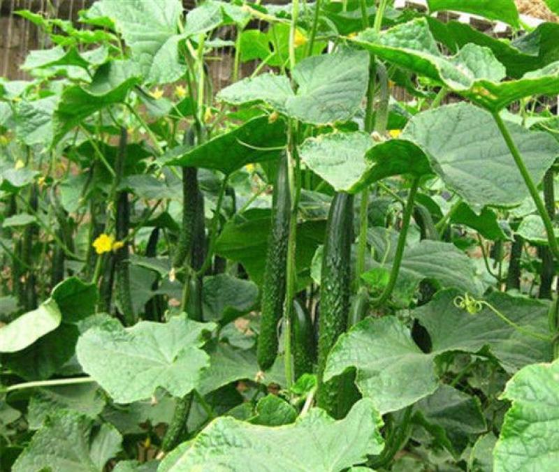 津研7号刺黄瓜种子四季播种蔬菜水果黄瓜种子庭院阳台盆栽