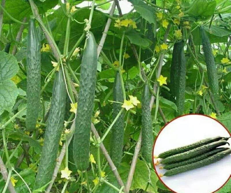 津研7号刺黄瓜种子四季播种蔬菜水果黄瓜种子庭院阳台盆栽