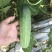 水果黄瓜种子摘不败节节瓜地栽阳台盆栽高产四季播种农家蔬菜