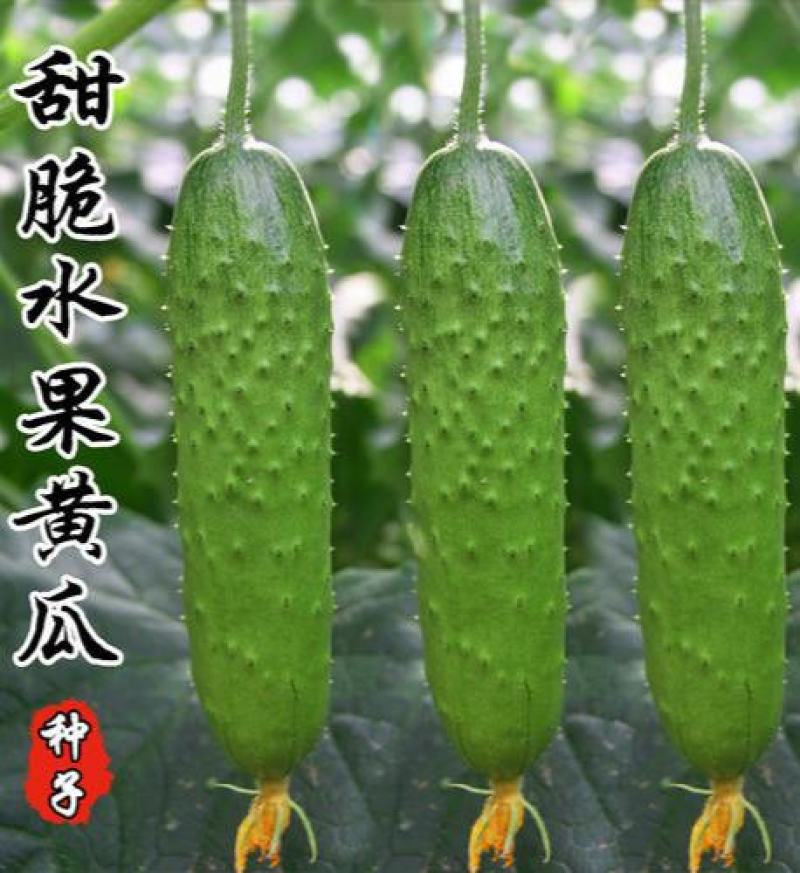 水果黄瓜种子摘不败节节瓜地栽阳台盆栽高产四季播种农家蔬菜
