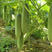 水果黄瓜种子摘不败节节瓜地栽阳台盆栽高产四季播种农家蔬菜
