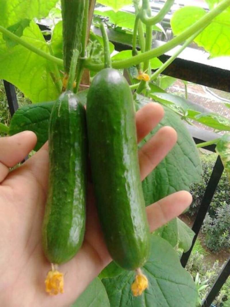 水果黄瓜种子摘不败节节瓜地栽阳台盆栽高产四季播种农家蔬菜