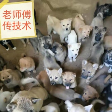 包技术中华田园犬幼犬崽狗苗正宗广西广东湖南狗苗批发
