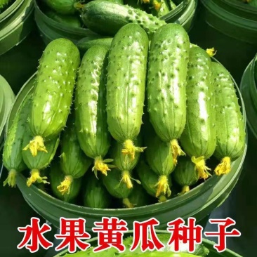 优胜美水果型黄瓜种子袖珍迷你小黄瓜清香脆甜可口黄瓜种籽