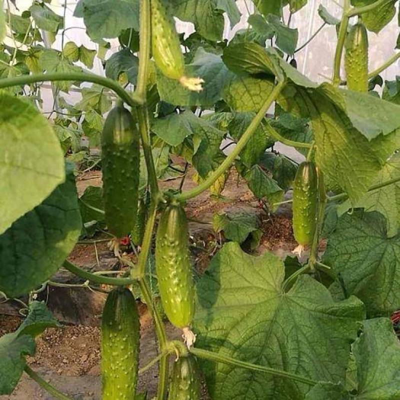 布雷达斯黄瓜种子蔬菜种子夏季黄瓜籽阳台盆栽庭院大田