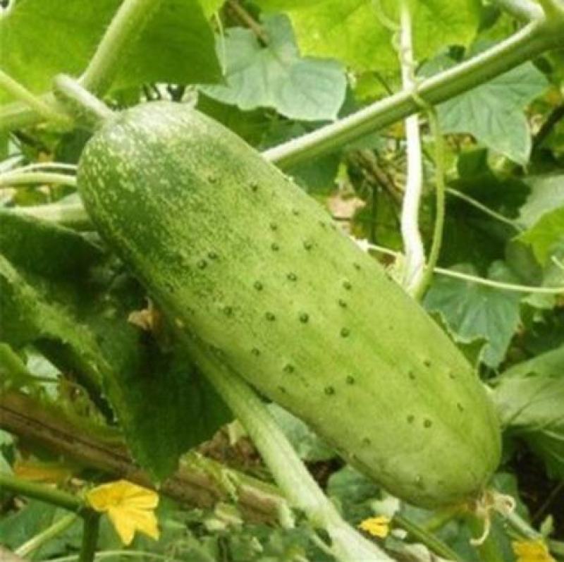 爽口水果黄瓜种子节节瓜四季高产无刺小黄瓜种籽阳台盆栽蔬菜