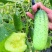 爽口水果黄瓜种子节节瓜四季高产无刺小黄瓜种籽阳台盆栽蔬菜