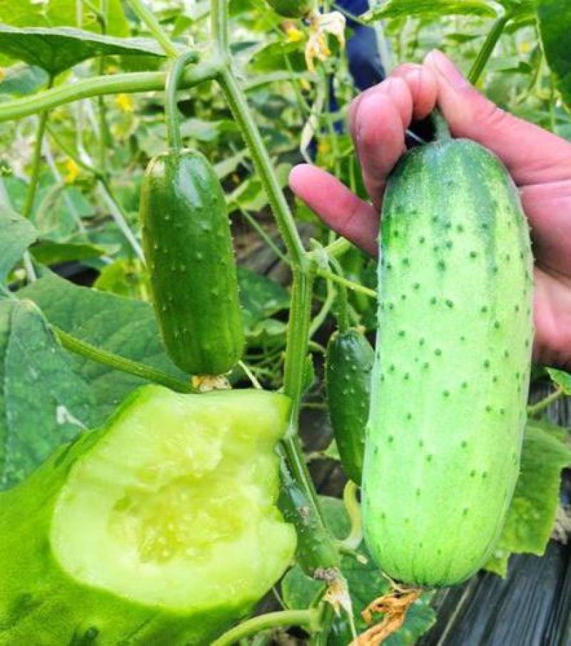 爽口水果黄瓜种子节节瓜四季高产无刺小黄瓜种籽阳台盆栽蔬菜