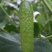 爽口水果黄瓜种子节节瓜四季高产无刺小黄瓜种籽阳台盆栽蔬菜