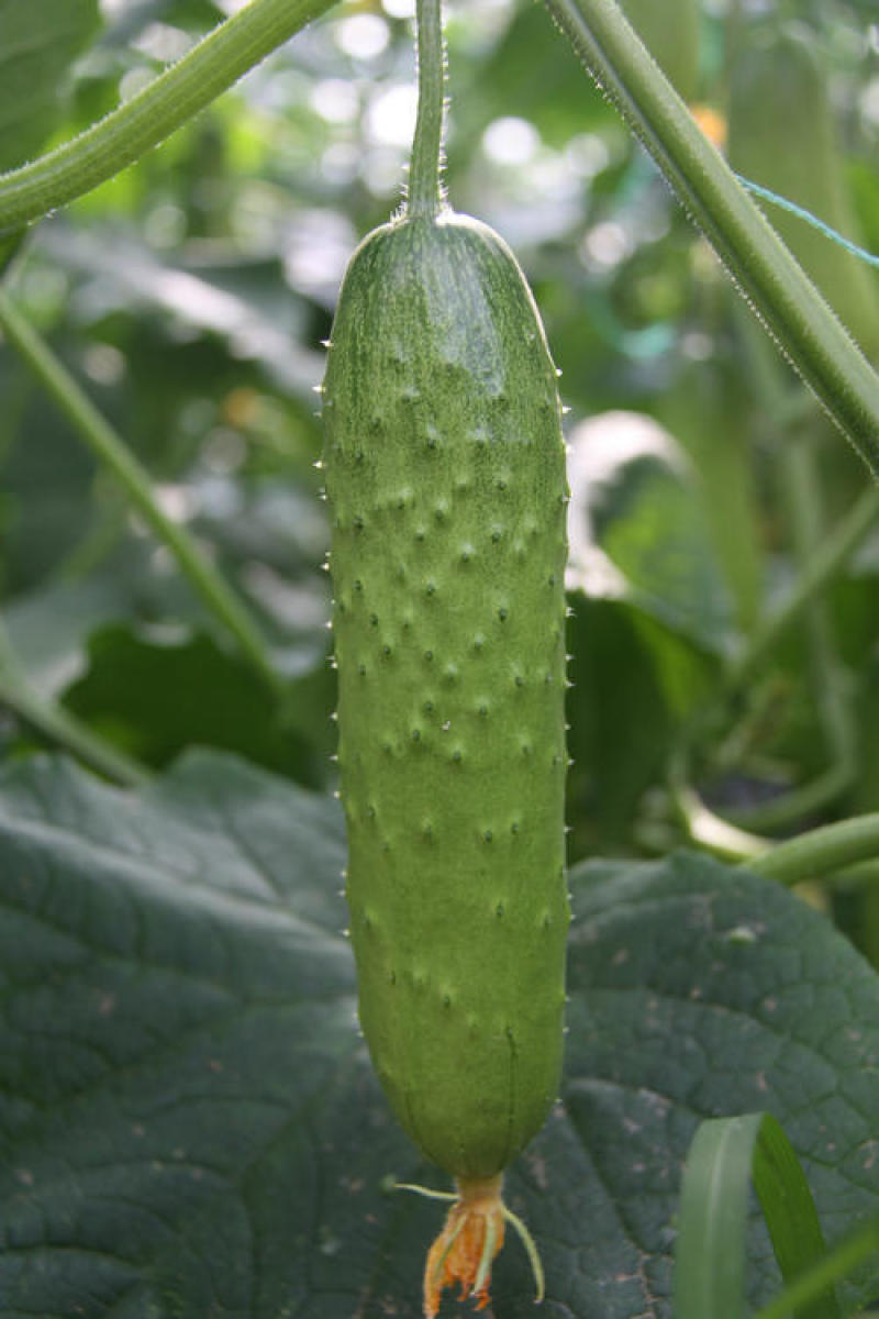 爽口水果黄瓜种子节节瓜四季高产无刺小黄瓜种籽阳台盆栽蔬菜