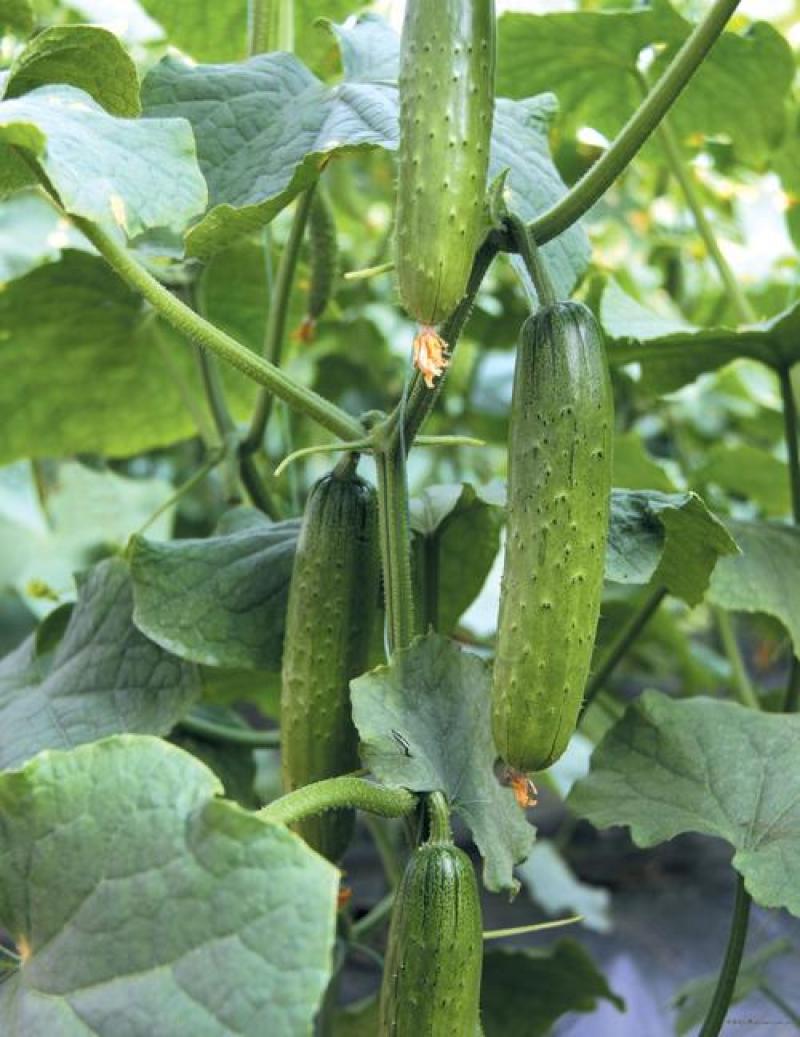 爽口水果黄瓜种子节节瓜四季高产无刺小黄瓜种籽阳台盆栽蔬菜