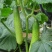 爽口水果黄瓜种子节节瓜四季高产无刺小黄瓜种籽阳台盆栽蔬菜