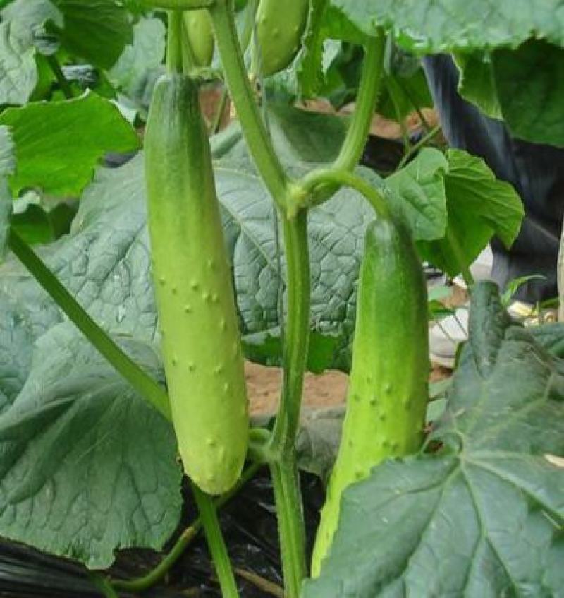 爽口水果黄瓜种子节节瓜四季高产无刺小黄瓜种籽阳台盆栽蔬菜