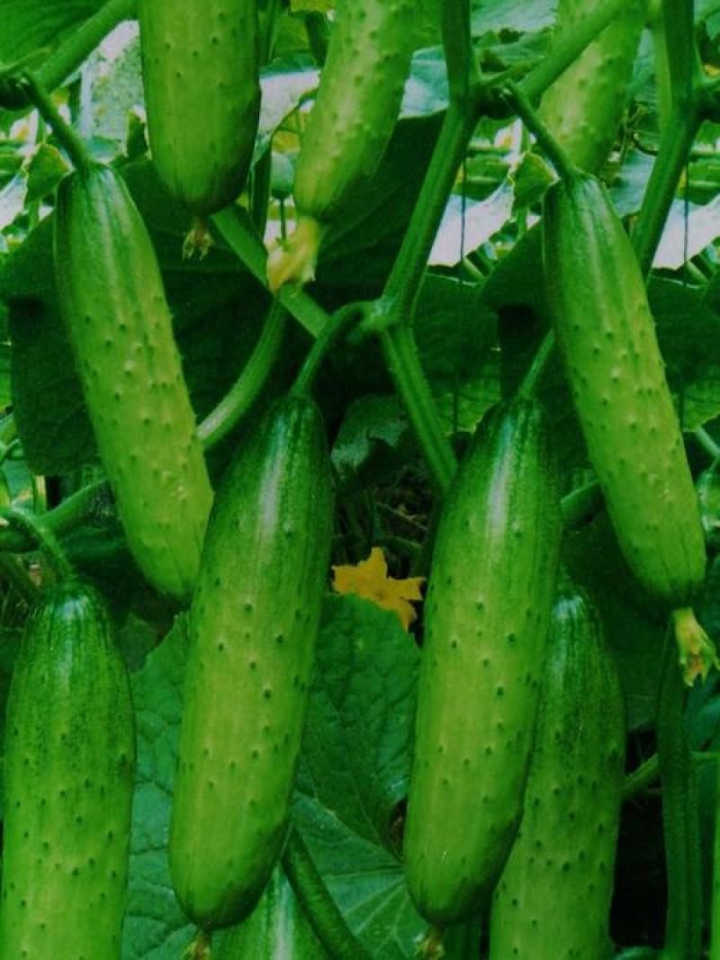 爽口水果黄瓜种子节节瓜四季高产无刺小黄瓜种籽阳台盆栽蔬菜