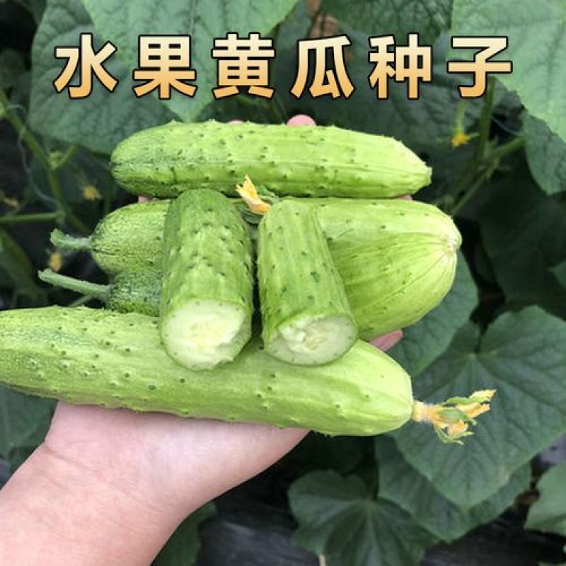 爽口水果黄瓜种子节节瓜四季高产无刺小黄瓜种籽阳台盆栽蔬菜
