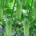 爽口水果黄瓜种子节节瓜四季高产无刺小黄瓜种籽阳台盆栽蔬菜