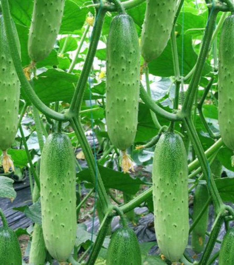 爽口水果黄瓜种子节节瓜四季高产无刺小黄瓜种籽阳台盆栽蔬菜