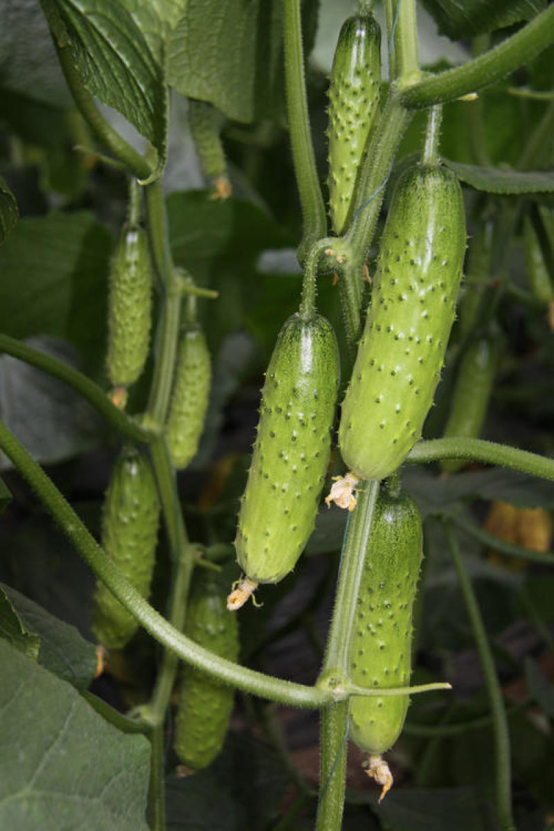 爽口水果黄瓜种子节节瓜四季高产无刺小黄瓜种籽阳台盆栽蔬菜