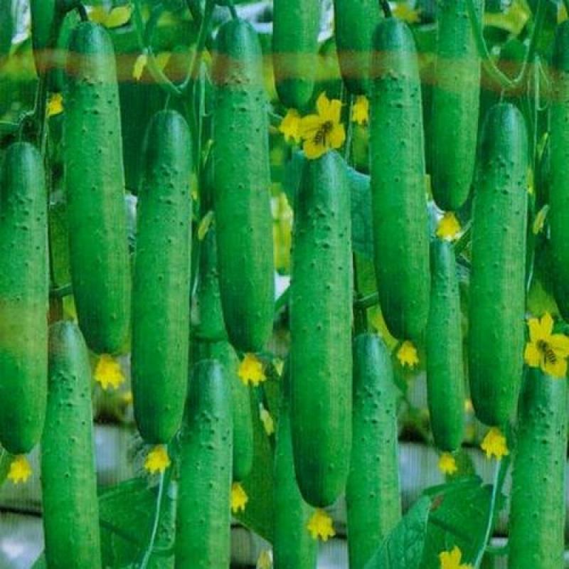 爽口水果黄瓜种子节节瓜四季高产无刺小黄瓜种籽阳台盆栽蔬菜