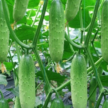 爽口水果黄瓜种子节节瓜四季高产无刺小黄瓜种籽阳台盆栽蔬菜