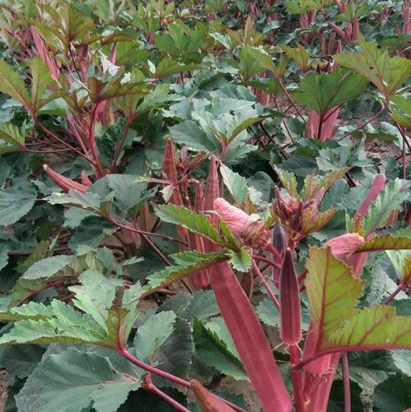 奶油红秋葵种子高产抗病蔬菜种籽农家庭院阳台盆栽春秋四季播