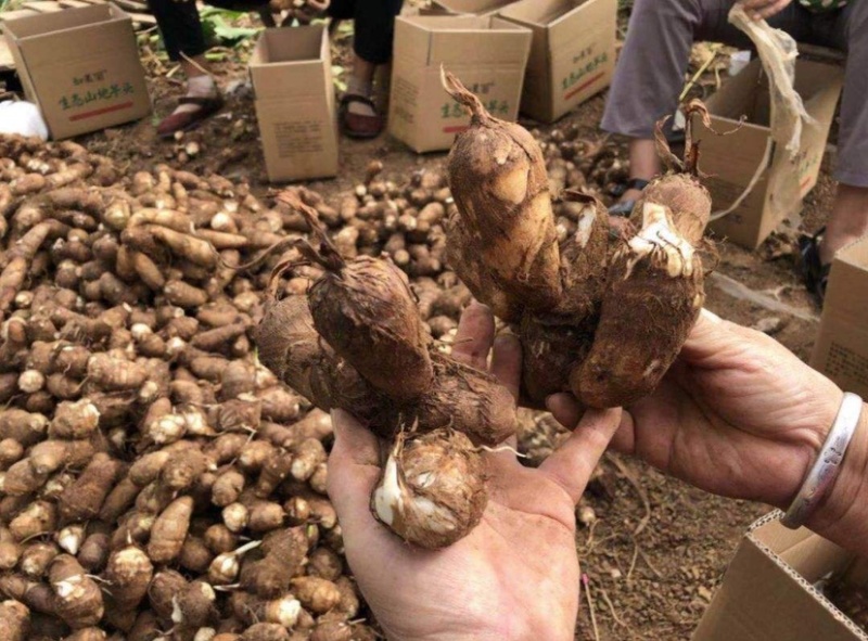 需要芋头的老板联系。量大从优
